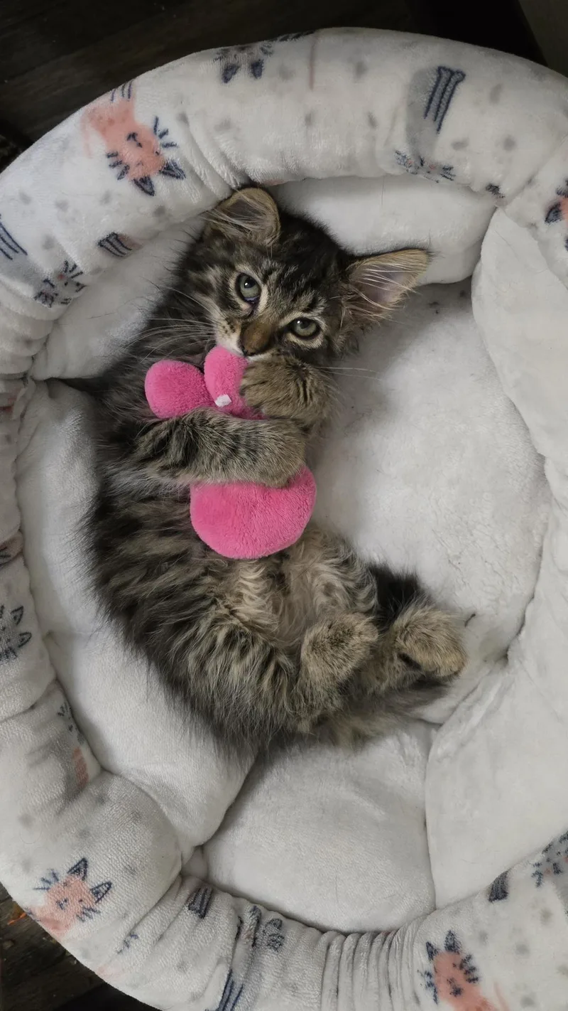 A baby small-sized male Tabby (Brown / Chocolate) Domestic Long Hair cat named Frugit Fuzzbutt for adoption in Portland, OR