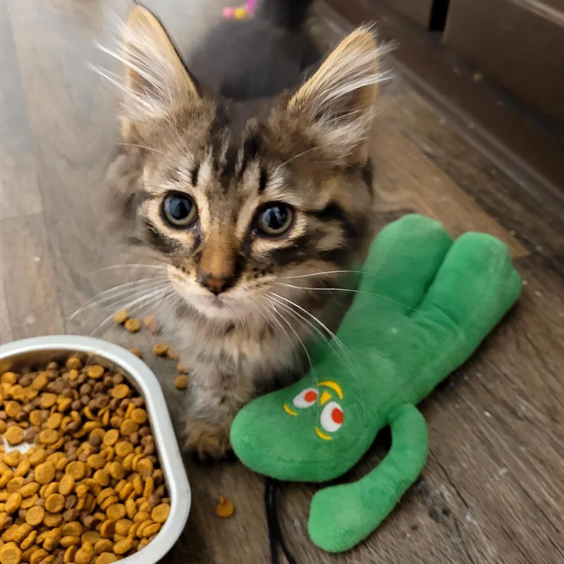 Frugit Fuzzbutt thumbnail 2