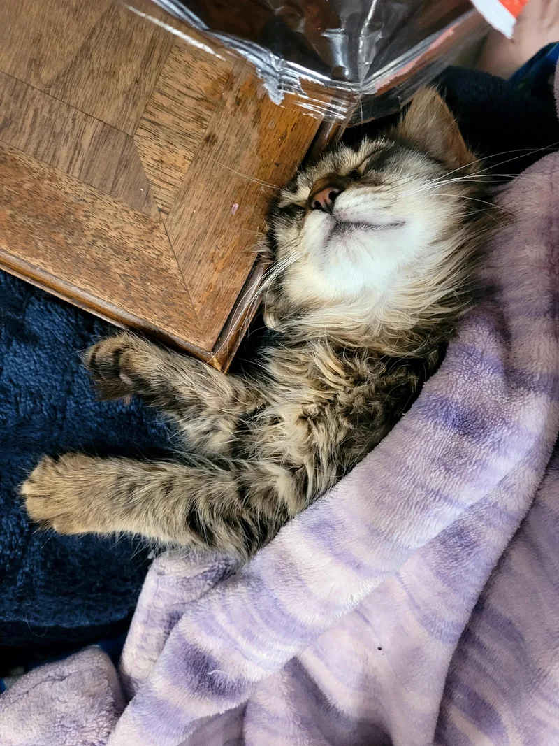 Frugit Fuzzbutt thumbnail 3