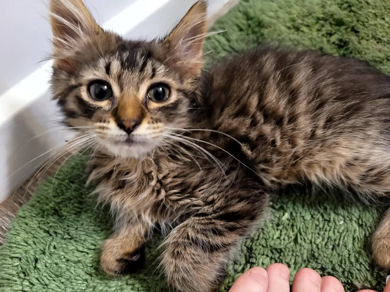 Frugit Fuzzbutt thumbnail 4