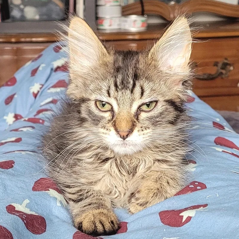 Frugit Fuzzbutt thumbnail 6