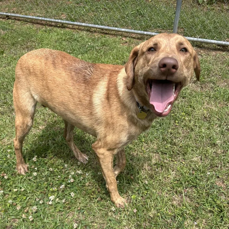 An adult medium-sized male Yellow / Tan / Blond / Fawn Mixed Breed dog named Kylo for adoption in Auburn, AL