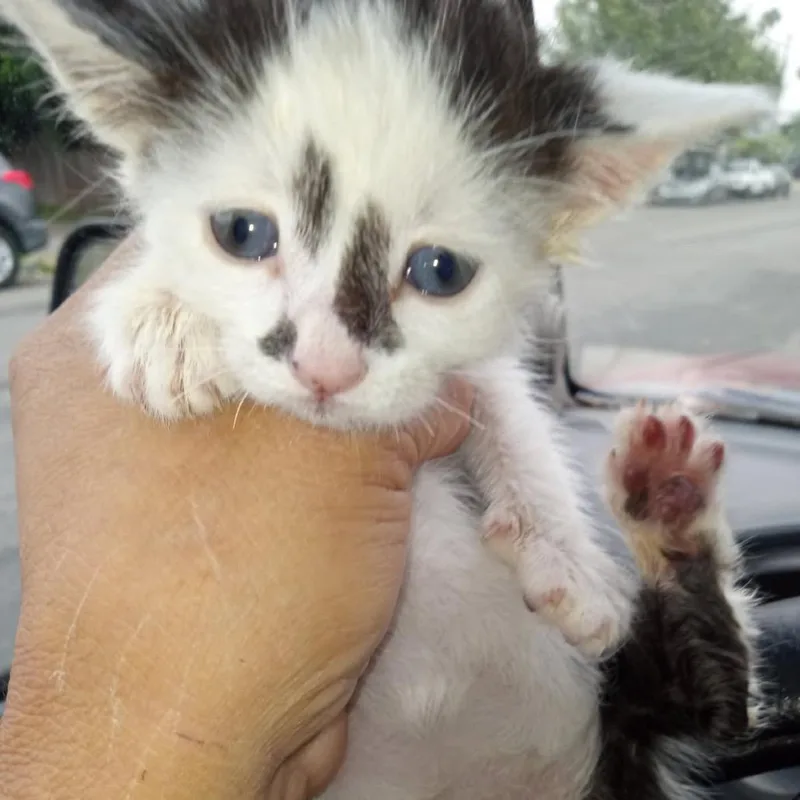 Rosalino thumbnail 2