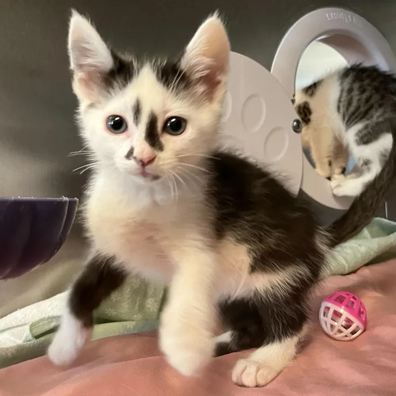 Rosalino thumbnail 3