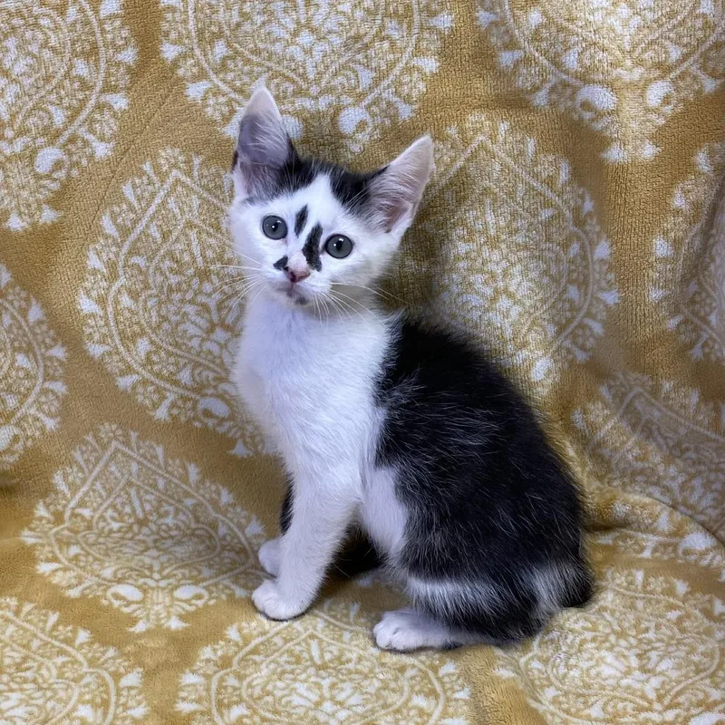 Rosalino thumbnail 4