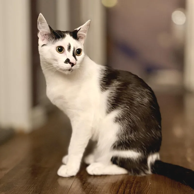 Rosalino thumbnail 6