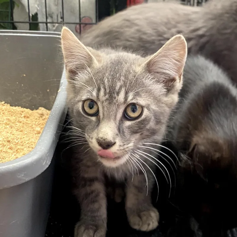 A baby small-sized male Gray / Blue / Silver Domestic Short Hair cat named Onion for adoption in Pacific Palisades, CA