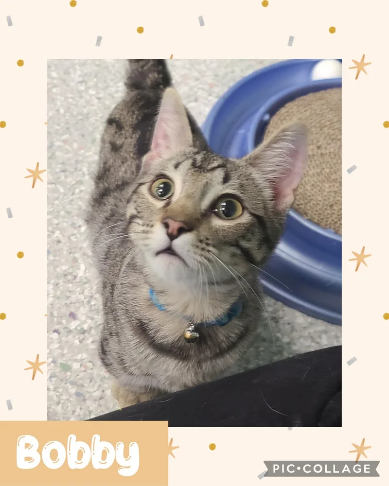 A young medium-sized male Munchkin cat named Bobby for adoption in Iron River, MI