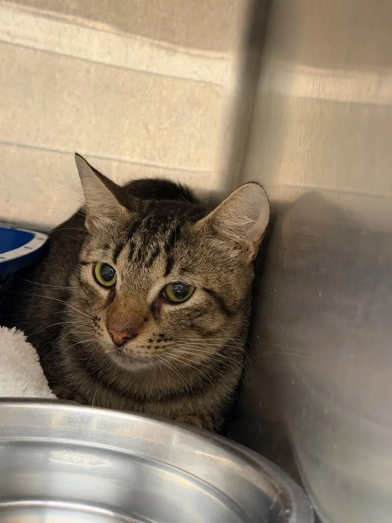 A young medium-sized male Domestic Short Hair cat named Silas for adoption in Bossier City, LA