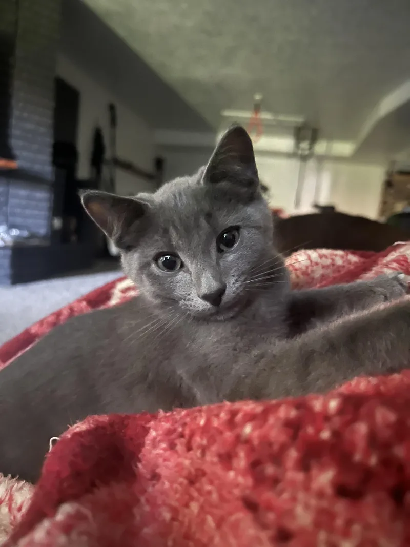 A baby medium-sized male Gray / Blue / Silver Domestic Short Hair cat named Jafer & Gina for adoption in Millville, UT