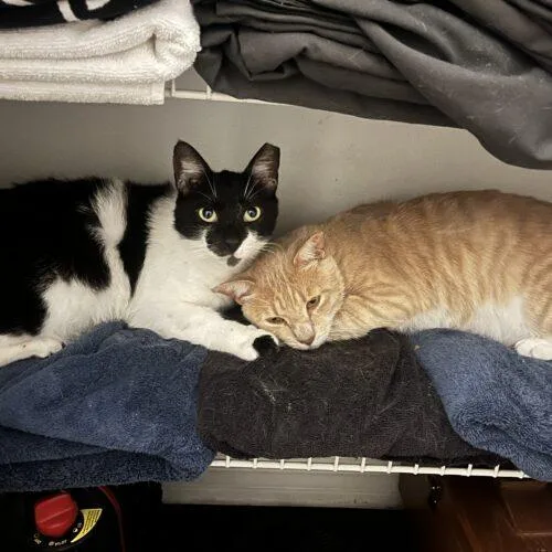 A young large-sized male Manx cat named Mr. Mann Matanzas for adoption in Tampa, FL