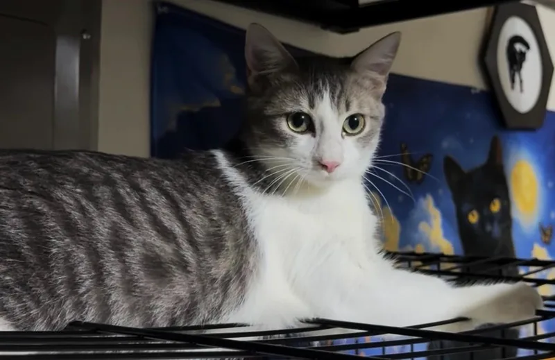 A young medium-sized male Gray / Blue / Silver American Shorthair cat named Antonio for adoption in Schertz, TX