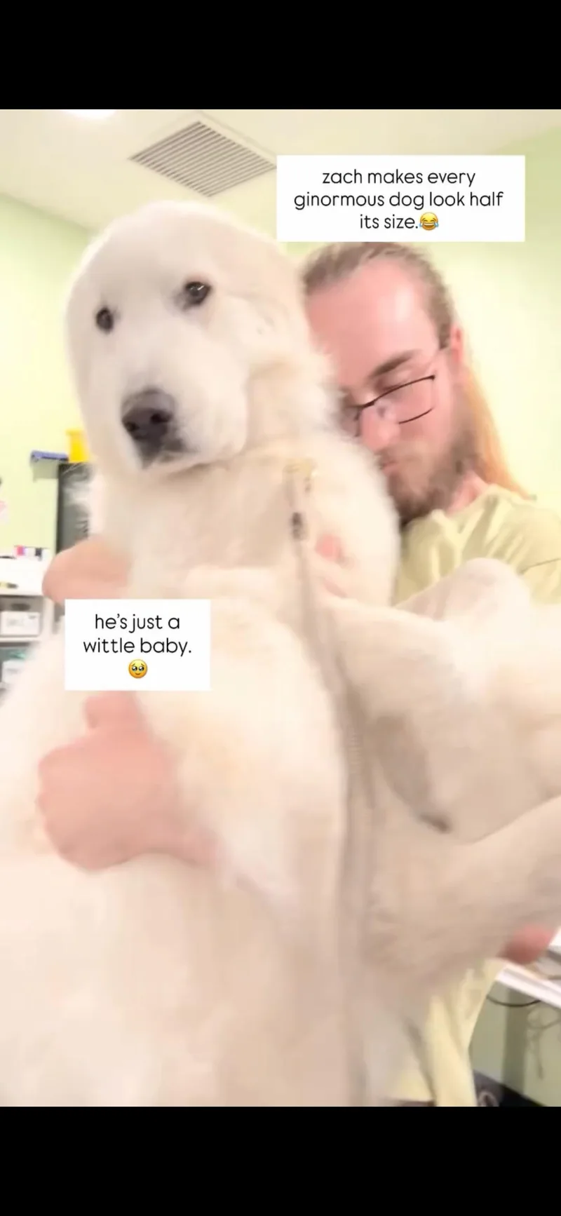 An adult large-sized male White / Cream Great Pyrenees dog named Lobo for adoption in Rancho Santa Margarita, CA