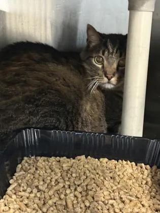 A young extra large-sized male Domestic Short Hair cat named Crispin for adoption in Shreveport, LA