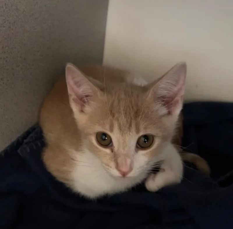 A baby small-sized female Domestic Short Hair cat named Sabrina for adoption in Cambria, CA