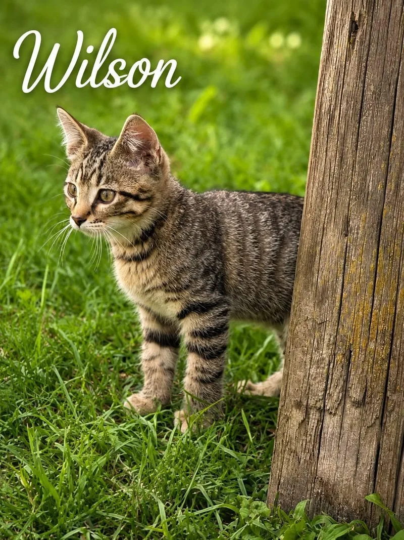 A baby large-sized male Brown / Chocolate Tabby cat named Wilson for adoption in Decorah, IA