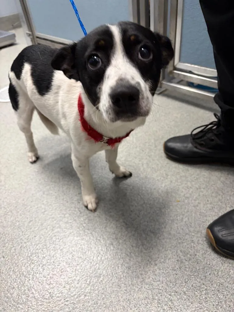 A young medium-sized male Jack Russell Terrier dog named Gomez for adoption in Bloomington, IN