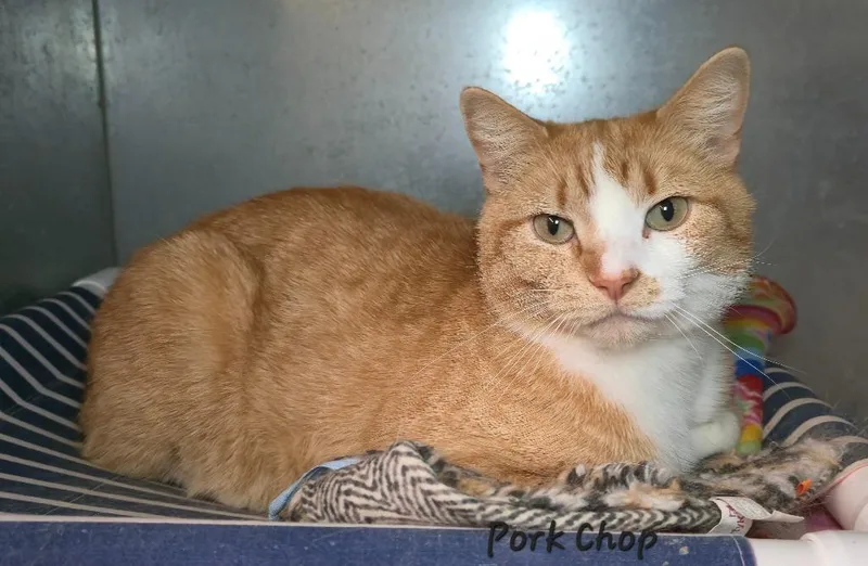 A young medium-sized male Domestic Short Hair cat named Pork Chop for adoption in Cedar Rapids, IA