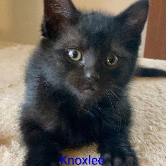 A baby small-sized male Black Domestic Short Hair cat named Knoxlee for adoption in Grand Rapids, MN