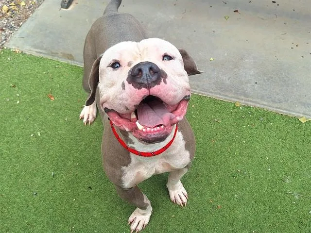 A young large-sized male Pit Bull Terrier dog named Pound Cake for adoption in Phoenix, AZ