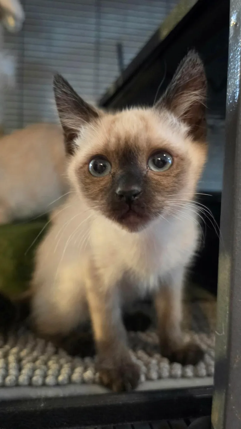 A baby small-sized female Chocolate Point Siamese cat named Chai for adoption in Pendleton, OR