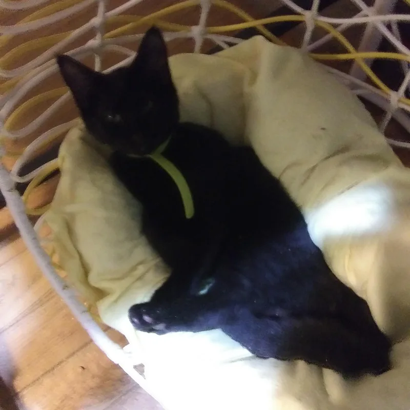 A baby medium-sized female Black Domestic Short Hair cat named Sally for adoption in Port Wentworth, GA