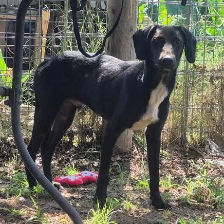 A young small-sized male Black Hound dog named Leo for adoption in Dover, AR