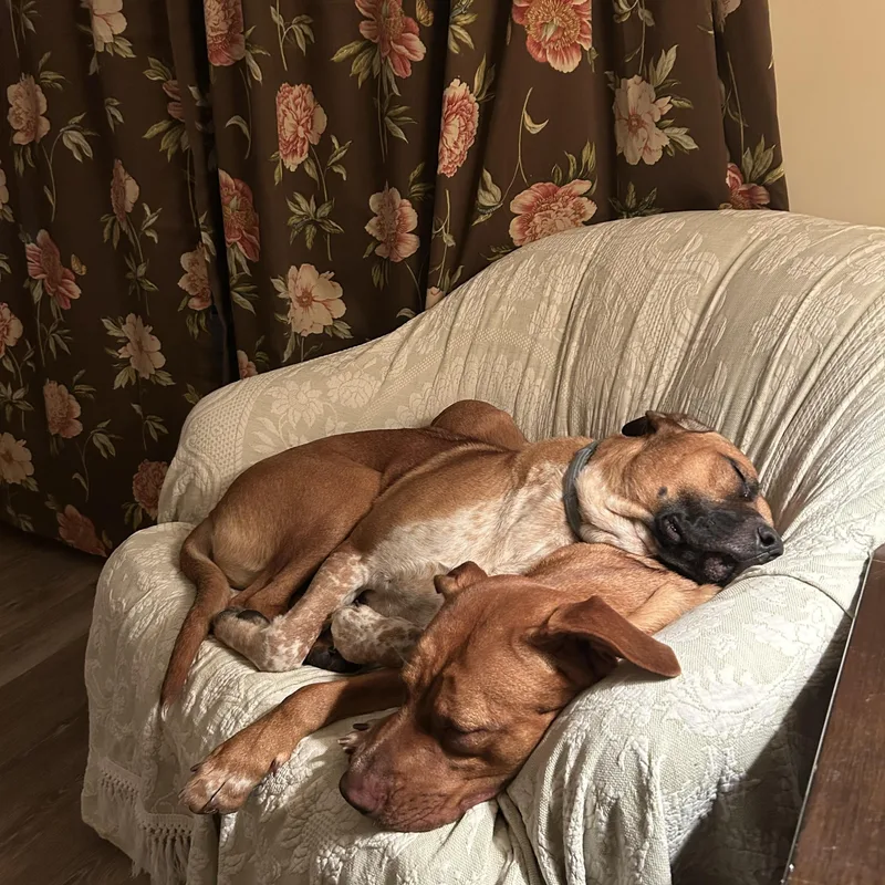 A young medium-sized female Rhodesian Ridgeback dog named Hazel & Gyda for adoption in Saratoga Springs, NY