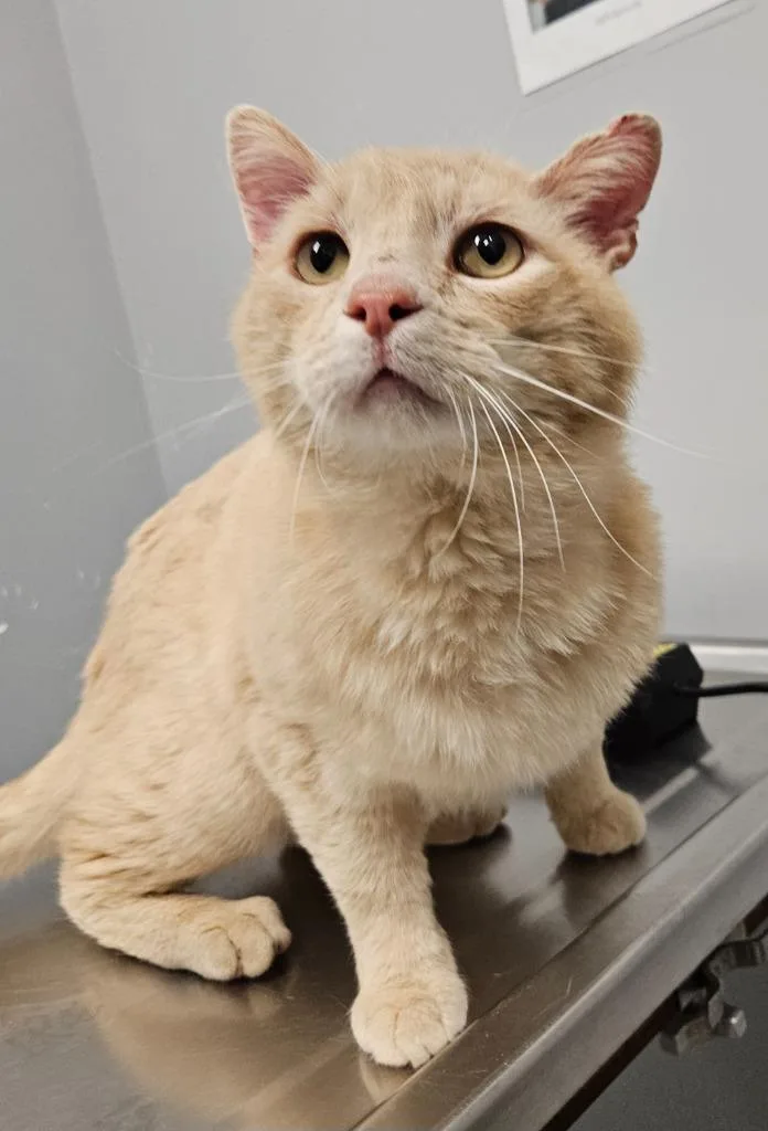 An adult medium-sized male Domestic Short Hair cat named Irwin for adoption in Bloomington, IN