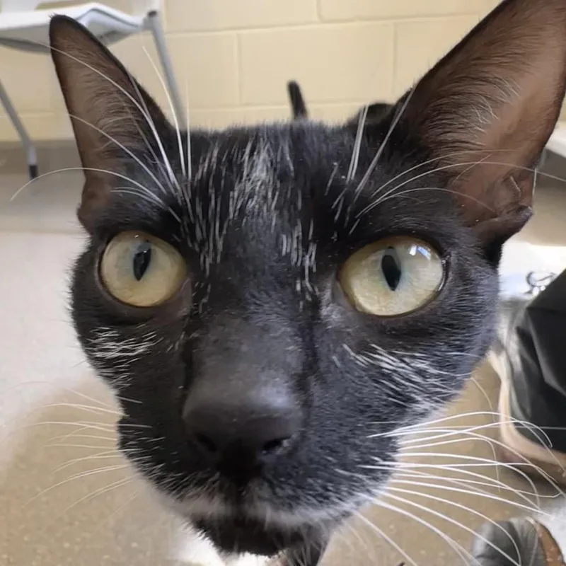 A young medium-sized female Black Domestic Short Hair cat named Luna for adoption in Chesapeake, VA