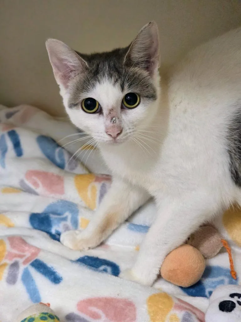 A young medium-sized female Domestic Short Hair cat named Reba for adoption in Bloomington, IN