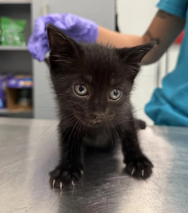 A baby small-sized male Domestic Short Hair cat named Fall for adoption in New York, NY