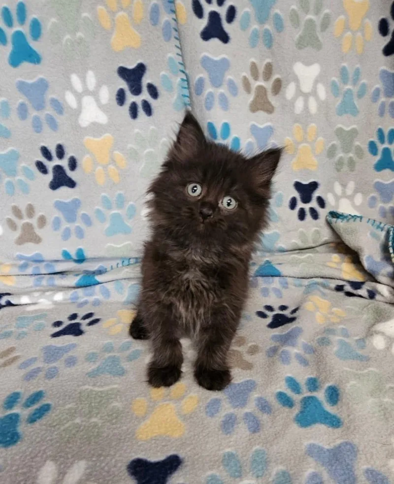 A baby small-sized female Domestic Short Hair cat named Biggie for adoption in Wabash, IN