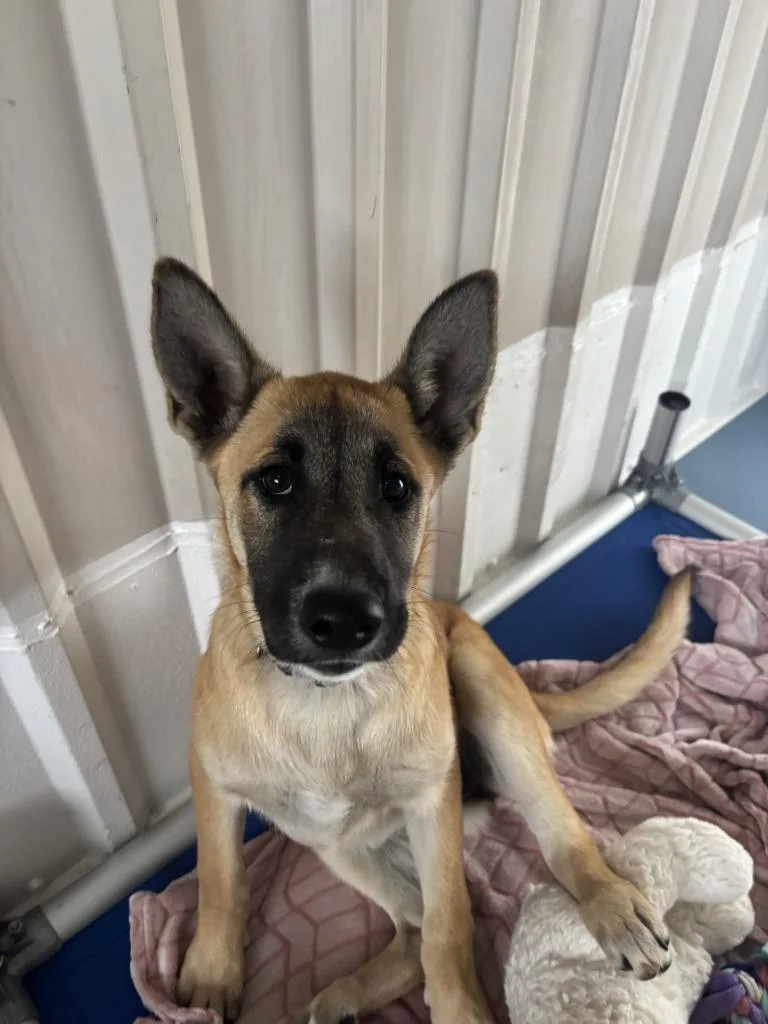A baby medium-sized female Belgian Shepherd / Malinois dog named Cedar for adoption in Moriarty, NM