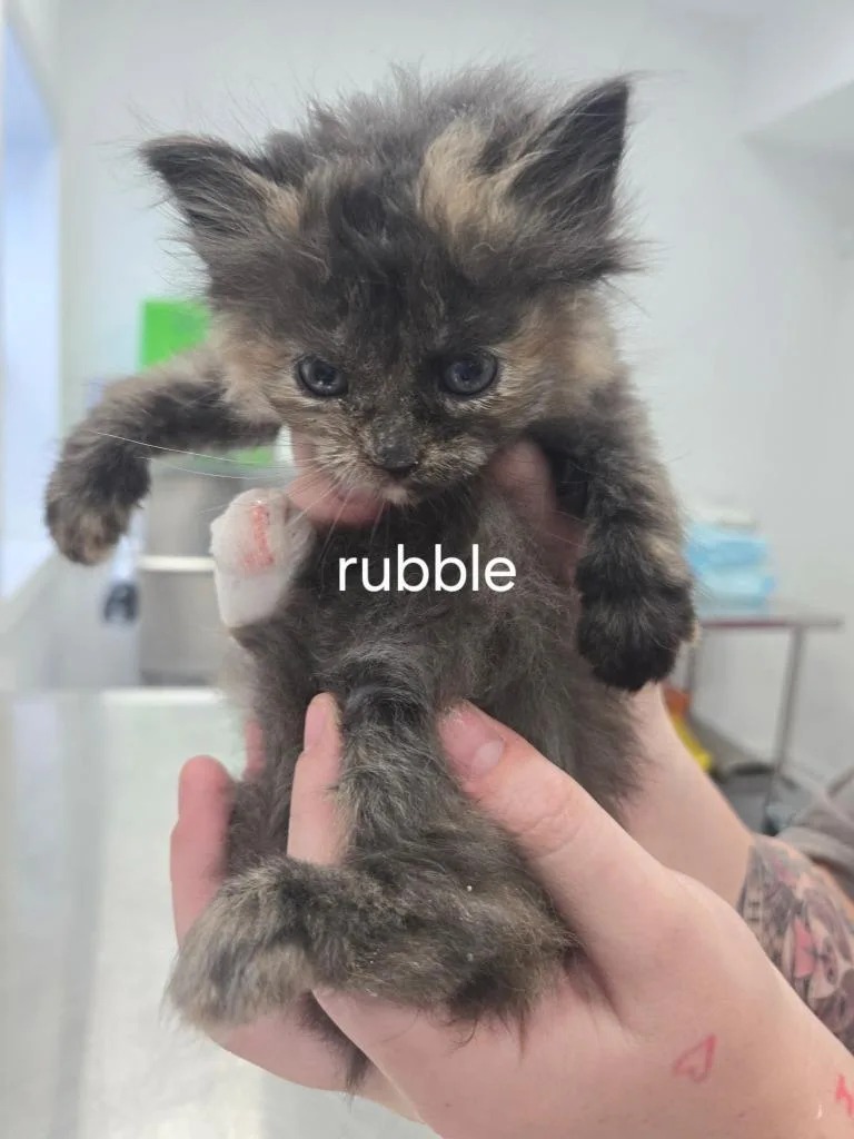 A baby small-sized female Domestic Short Hair cat named Rubble for adoption in Cambridge, MD