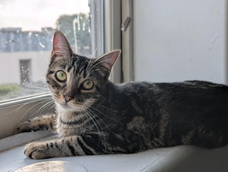 A young medium-sized female Tabby (Brown / Chocolate) Domestic Short Hair cat named Oingo for adoption in Pearland, TX