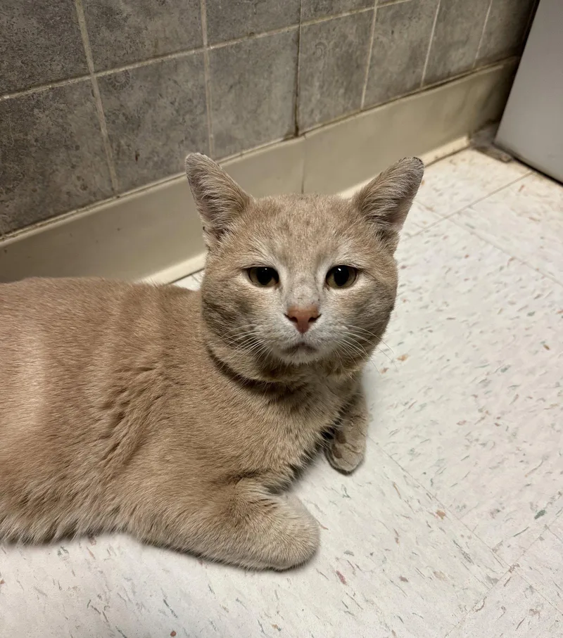 An adult medium-sized male Domestic Short Hair cat named Romeo for adoption in Dublin, OH