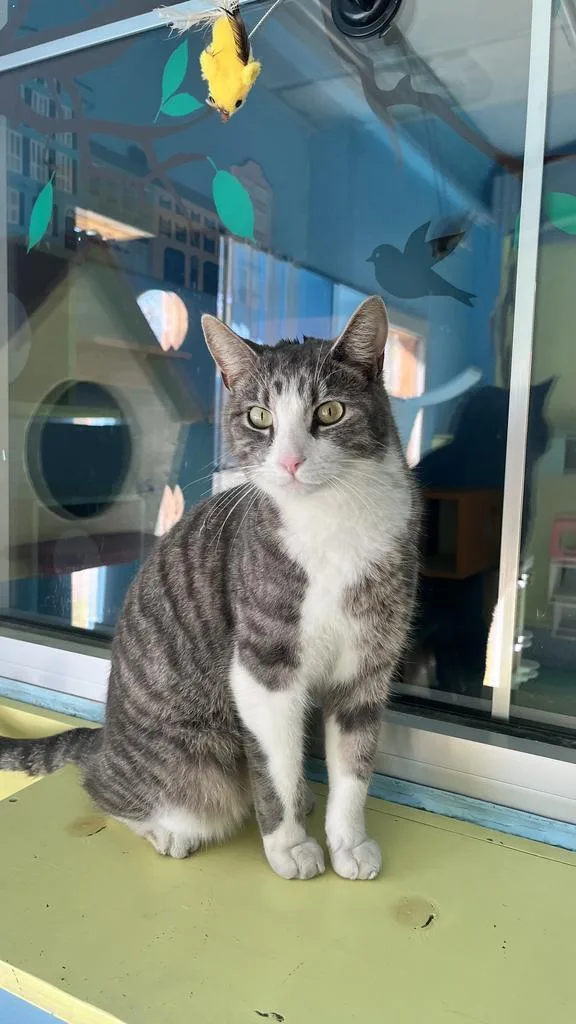 An adult medium-sized female Domestic Short Hair cat named Elwyn for adoption in Florence, SC