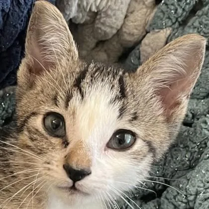 A baby medium-sized male Domestic Short Hair cat named New Hampshire for adoption in Pleasanton, CA