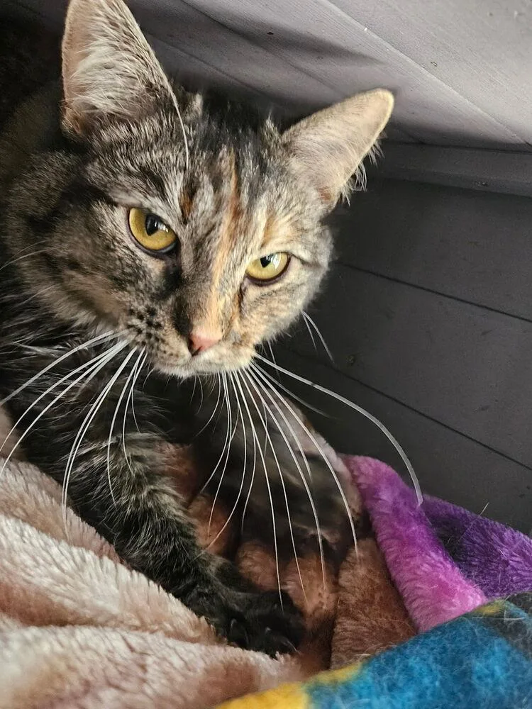 Maggie Mae thumbnail 2