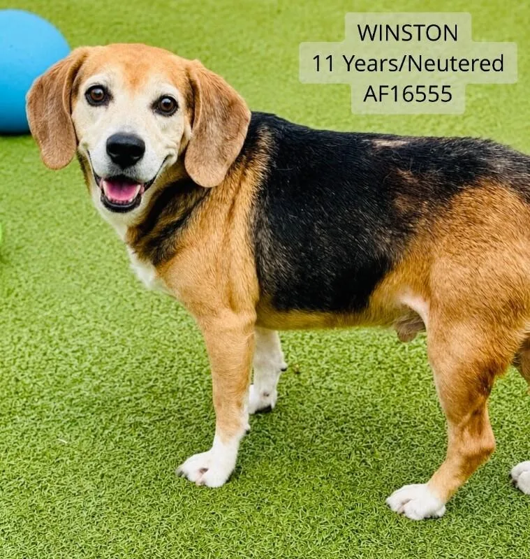 Winston