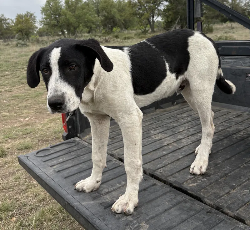 Peter Pan thumbnail 3