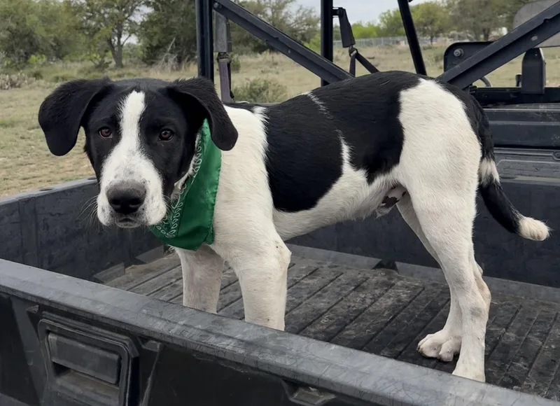 Peter Pan thumbnail 4