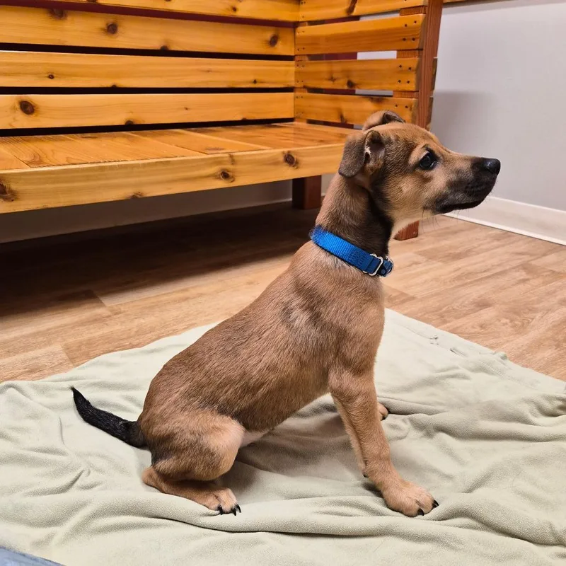 A baby small-sized male Yellow / Tan / Blond / Fawn Mixed Breed dog named Truman for adoption in Woodstock, IL