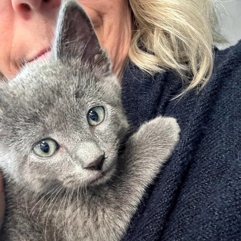 A baby small-sized male Gray / Blue / Silver Domestic Short Hair cat named Asher C for adoption in Princeton, MN
