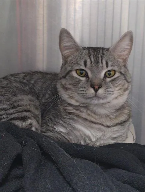 A young small-sized male Domestic Short Hair cat named Koda for adoption in Charlotte, NC