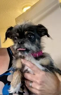 A young small-sized male Black Brussels Griffon dog named Kole for adoption in Tifton, GA