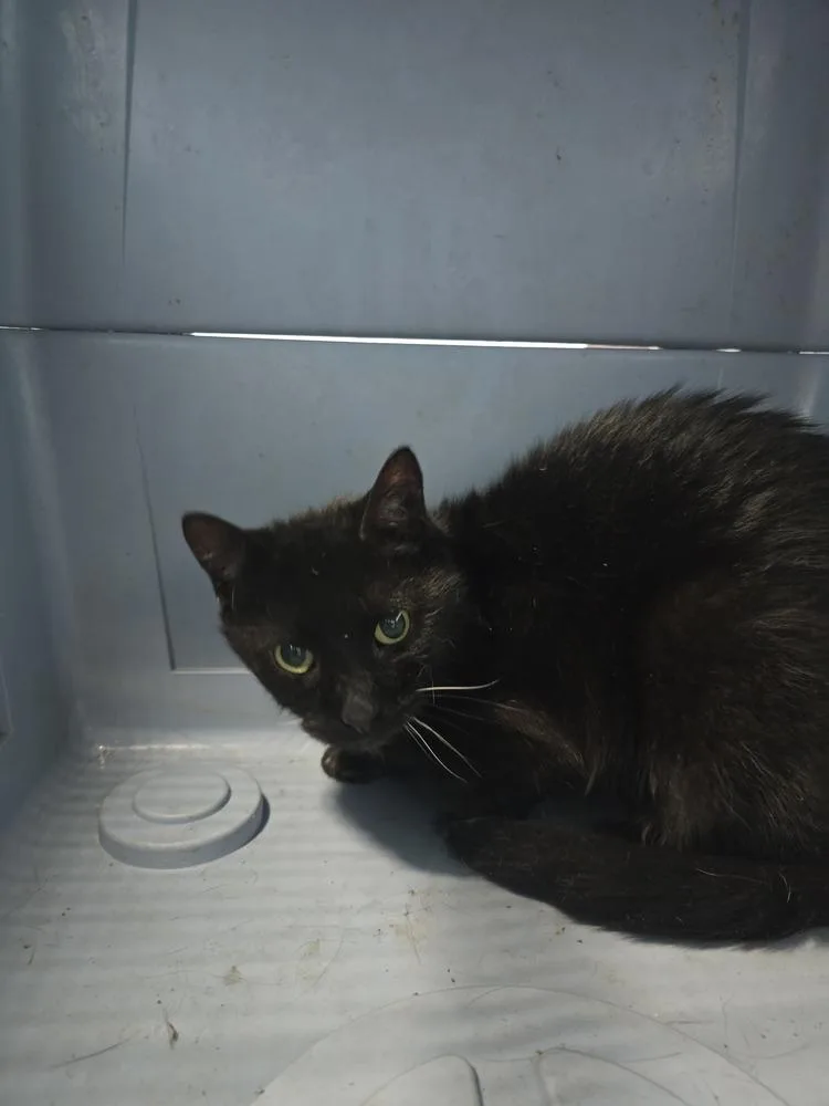 An adult small-sized female Black Domestic Short Hair cat named Lucky Lady for adoption in Evansville, IN
