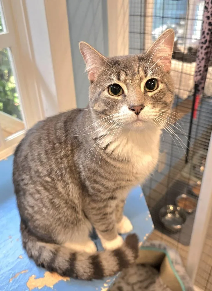 An adult large-sized male Brown / Chocolate Domestic Short Hair cat named Samson for adoption in Vancouver, WA