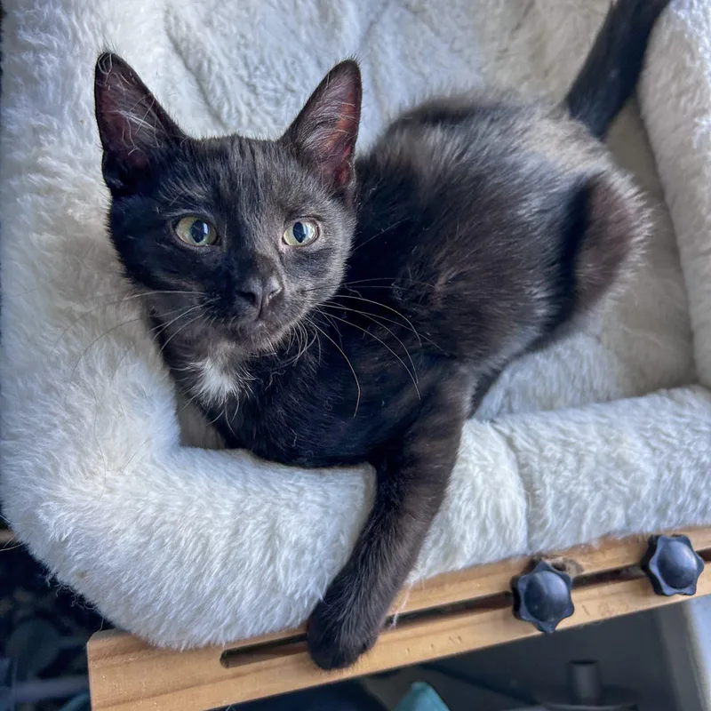 A baby small-sized male Black Domestic Short Hair cat named Woody for adoption in Fishers, IN